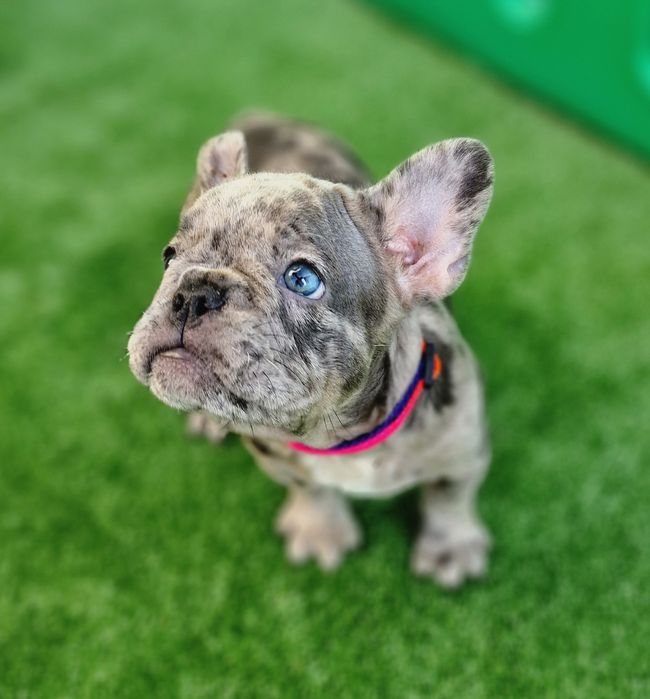 В'язка блакитно підпалий французький бульдог