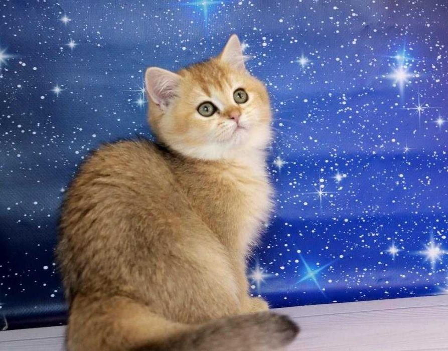 Британський чистокровний хлопчина
