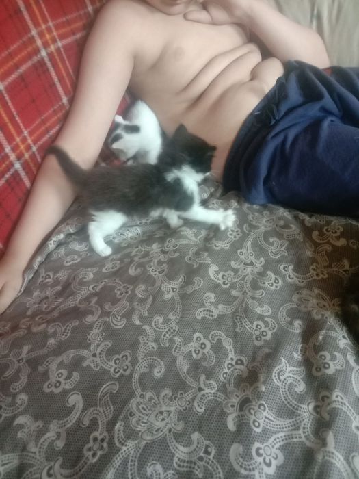 Котята ищут своих хозяев