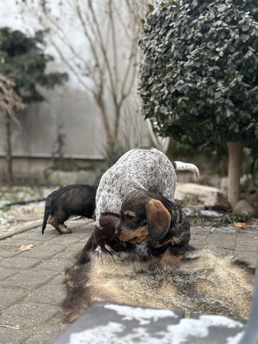 Jamnik szorstkowłosy