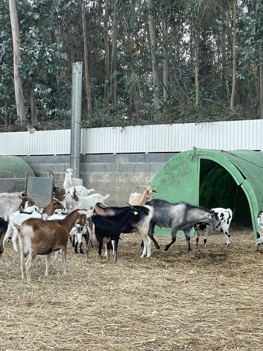 Cabras de varias raças
