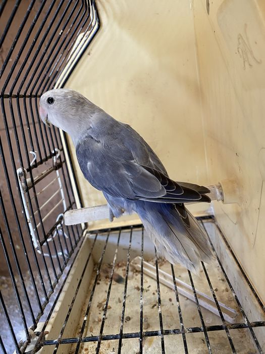 Agapornis rosicoliis  2026.  (Machos)