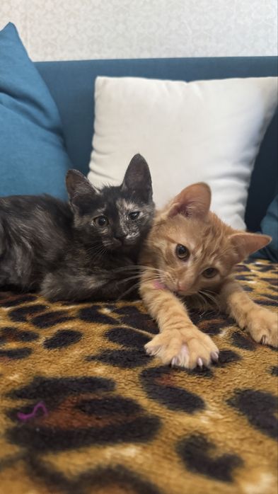 Котята в хорошие руки