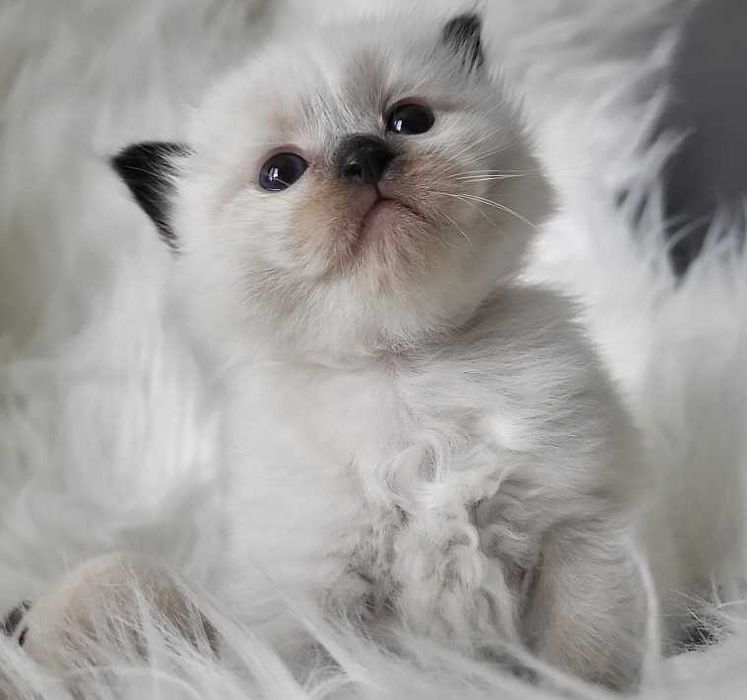 Kocięta Ragdoll z rodowodem, odbiór lipiec