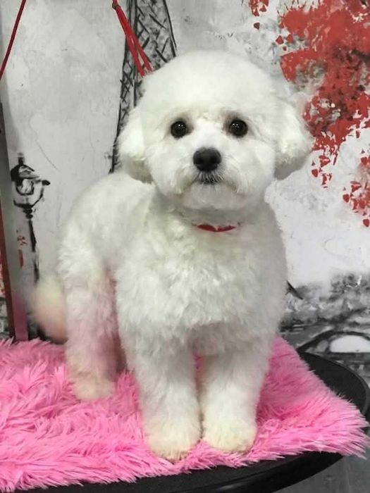 Bichon Frise - śnieżny piesek