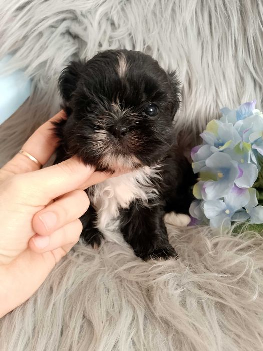 Śliczny piesek rasy Shih-Tzu