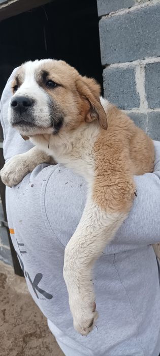 Sprzedam pieska środkowoazjatycki