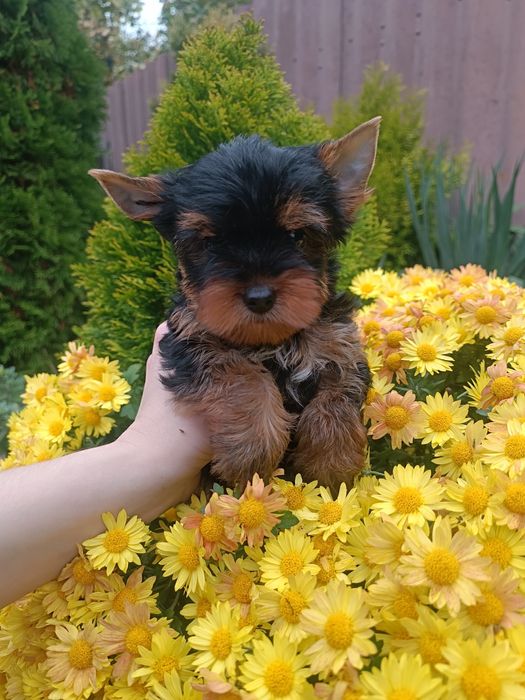 Милота в Ваш дом