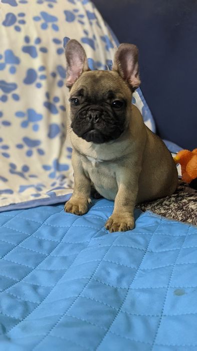 Хлопчик французького бульдога