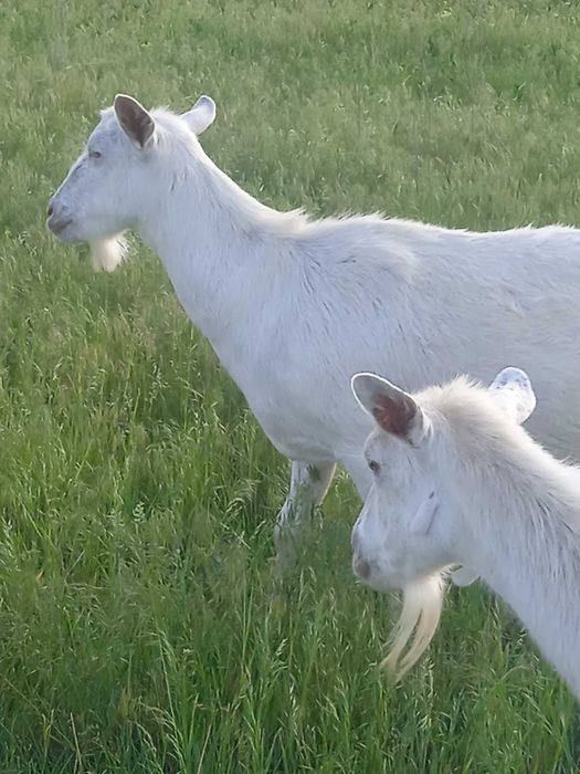 Продам настоящих Зааненских коз и Ламанчей