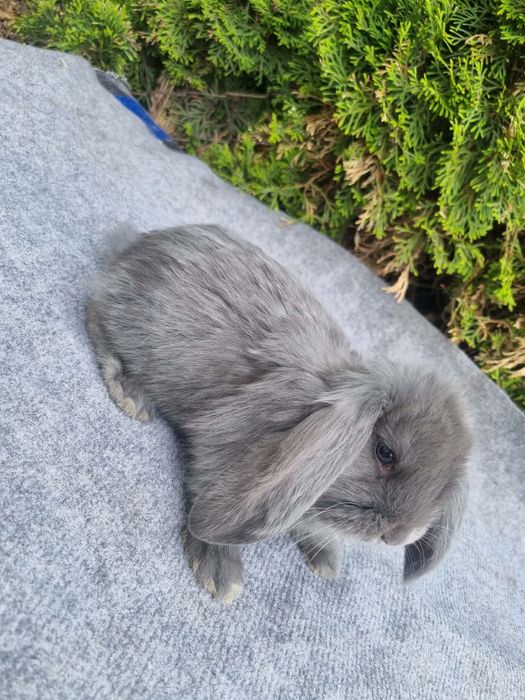 Króliki Barany Francuskie