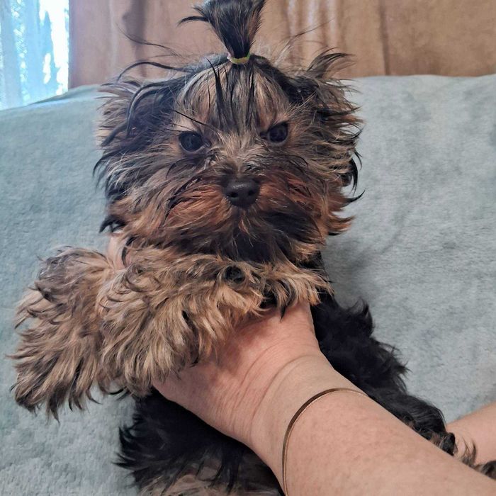 Йорки, хлопчики, малюки