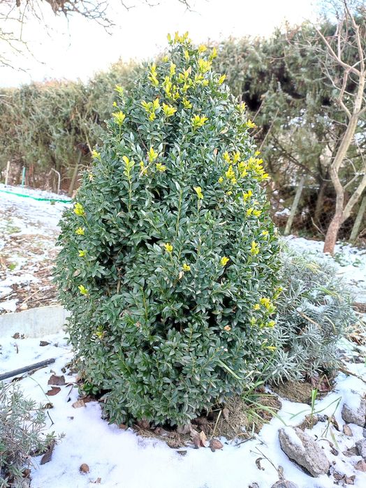 самшит саджанці із вкс