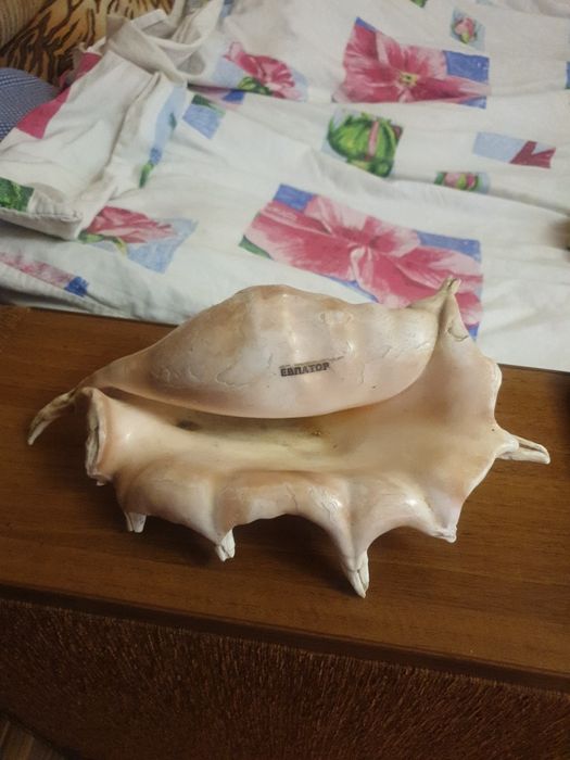 Продам ракушку большую.