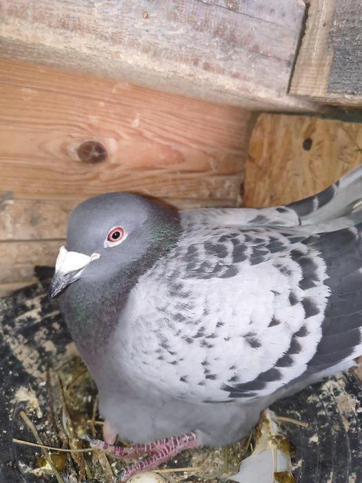 Gołębie pocztowe samce