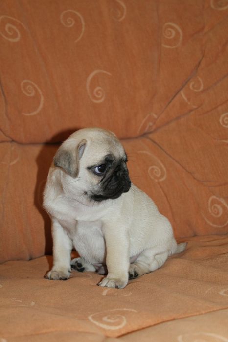 Особливі дівчатка!