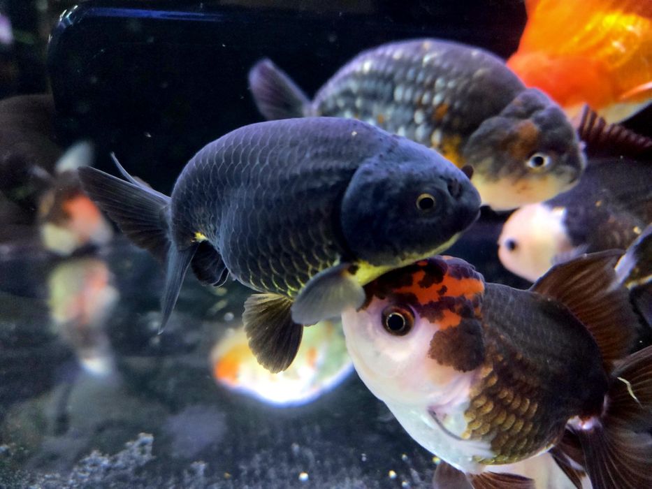 Welonka ranchu black