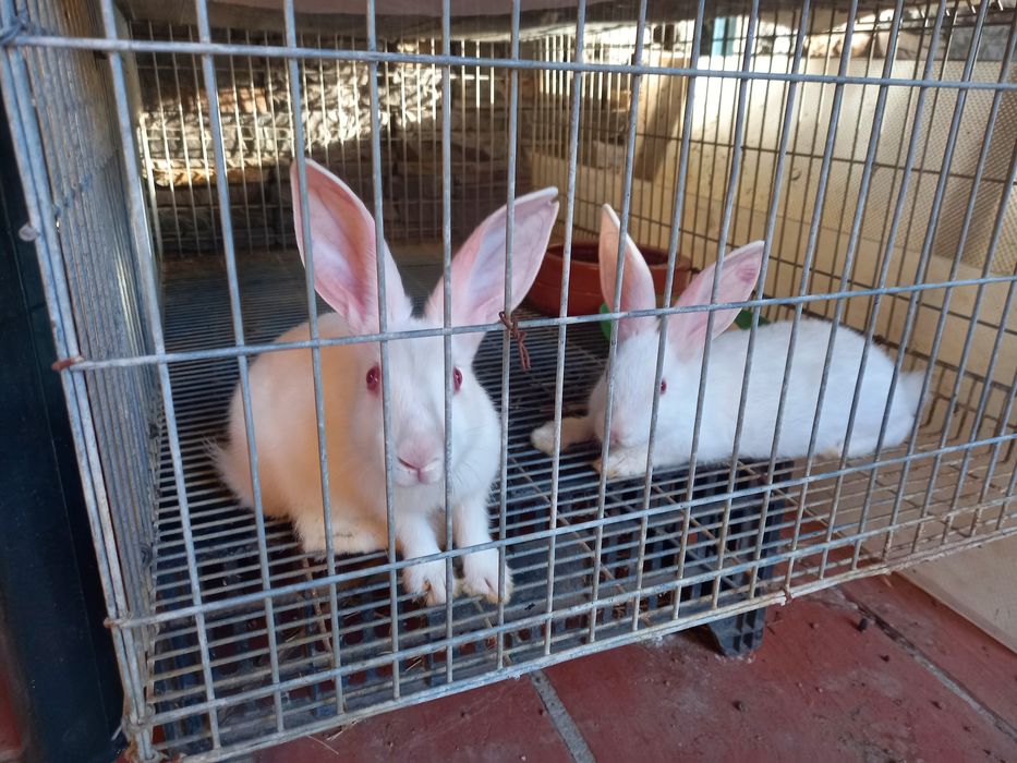 Vendo coelhos jovens