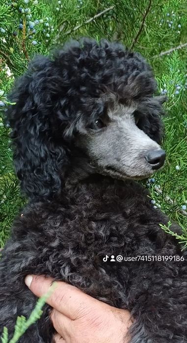 Пудель карликовый