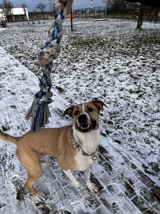 Oddam psiaka w dobre ręce