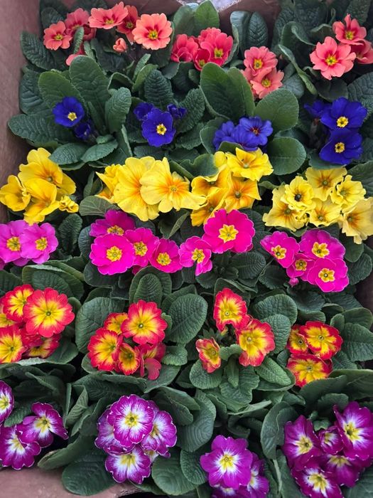 Примула до 14 лютого та 8 березня