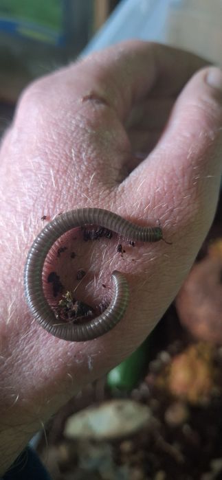 Krocionogi wije kenijskie