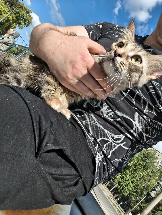 Кошка 1 годик. Приучена у горшку ест корм. Отдаю бо уезжаю из города