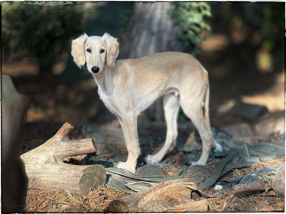 Chary perski saluki  ZkwP ,FCI
