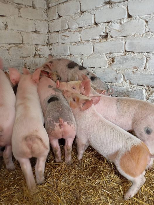 Продам гарних поросят.