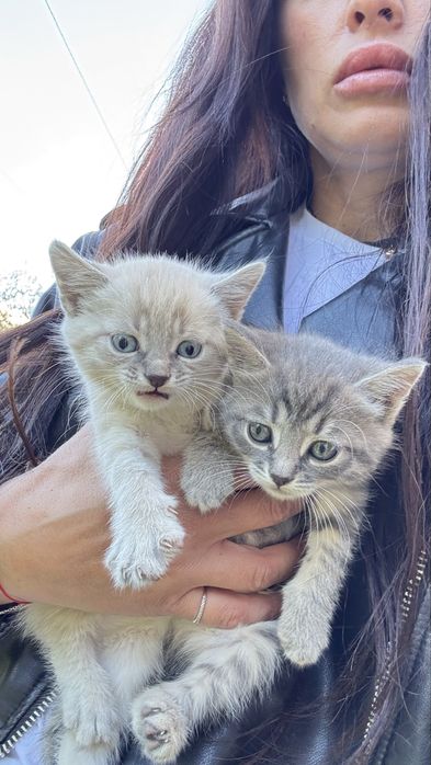 Котики кошенята продам