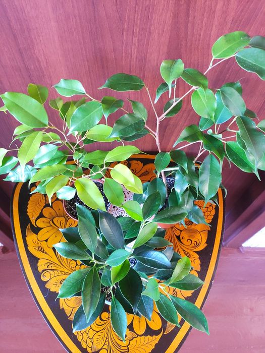 Фікуси. Різні сорти