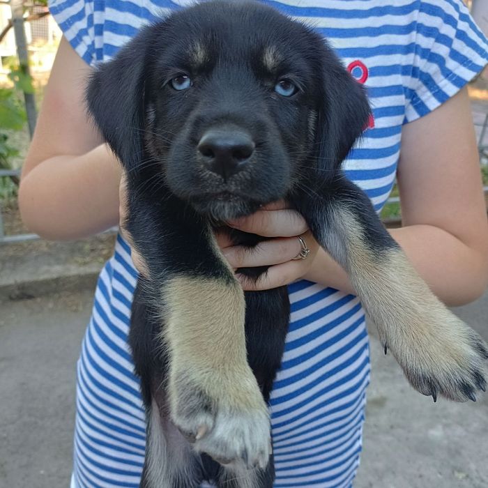 Віддам безкоштовно цуценят