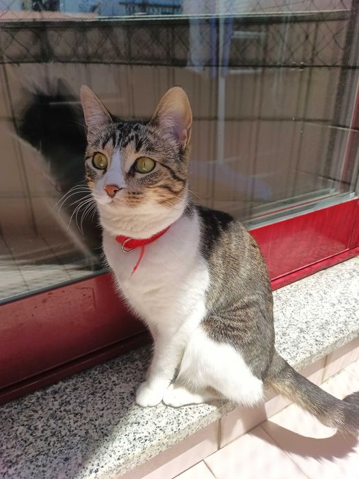 Gata para adoção responsável