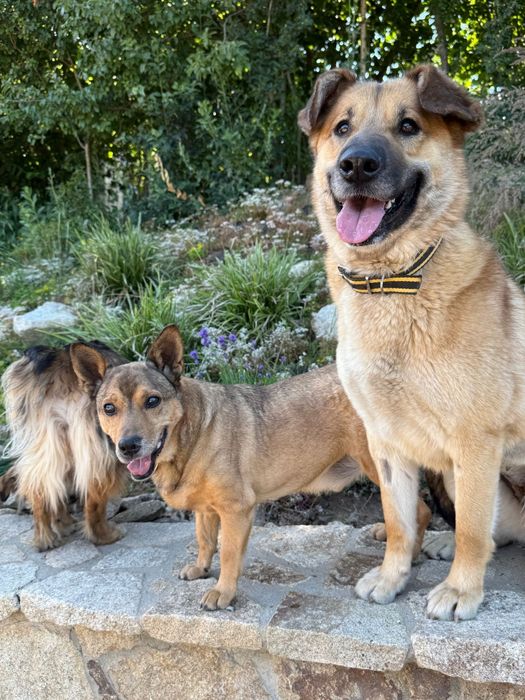 Mały senior który szuka domu