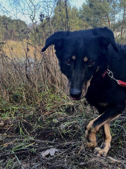 Tosia piesek do adopcji!