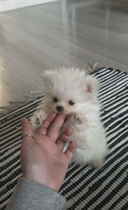 Цуценятка померанці крем