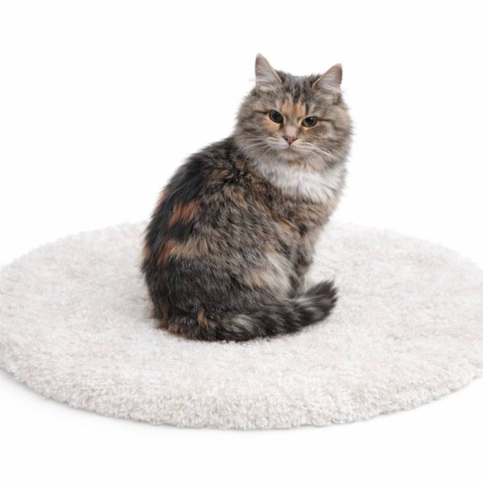 Прилаштовуються 3 Кішки 1 котик