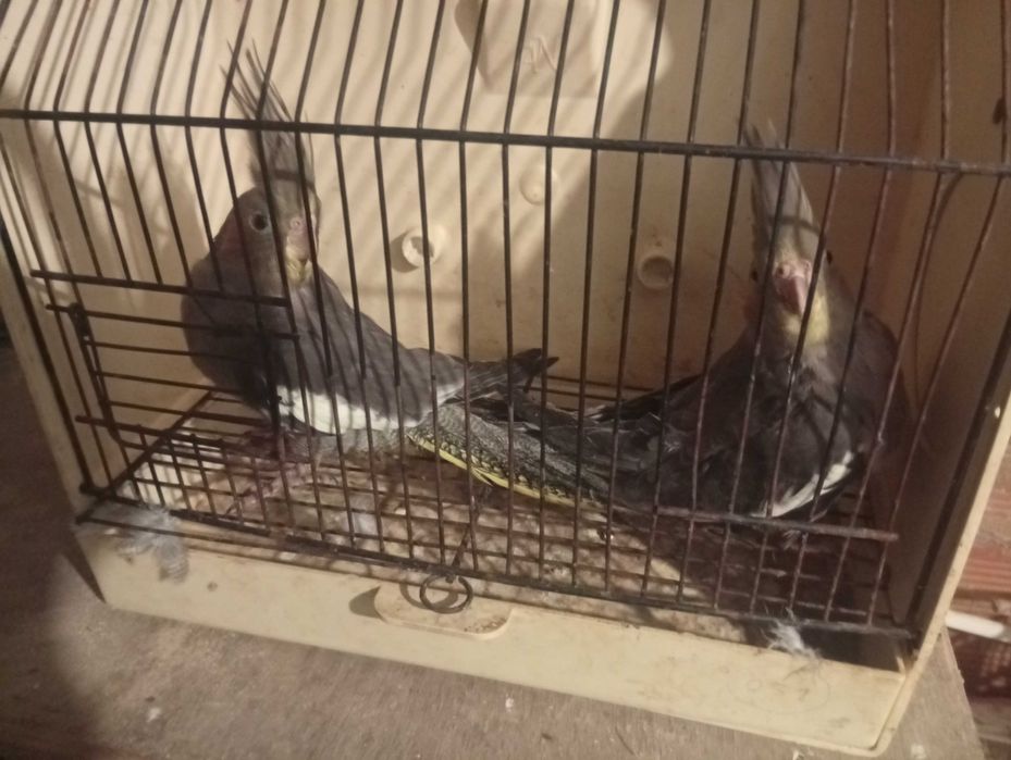 Red rumped kakariquis agapórnis e pardais de java e caturras