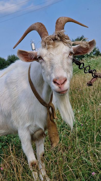 Продається дійна коза Горохів