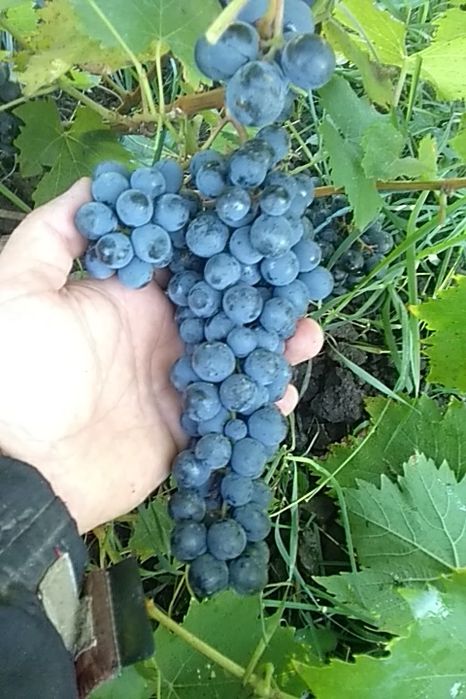 Черенки столового, технического (винного) винограда, инжира, плодовых