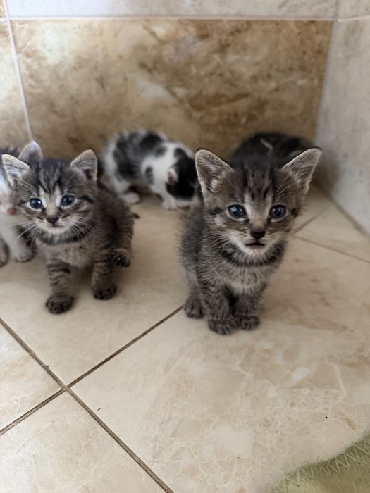 11 kociaków szuka kochających domków