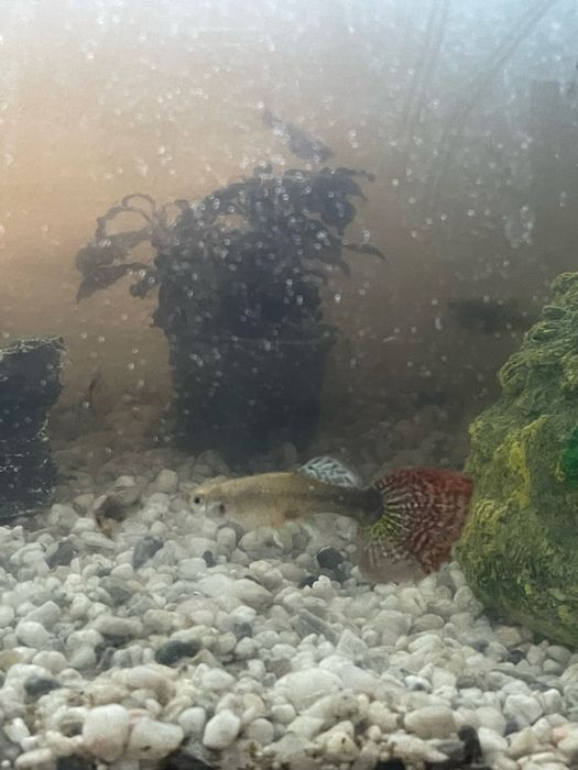 Guppies Red Dragon Halfmoon: Linha Pura Selecionada, Famalicão