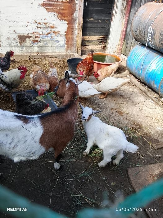Vendo cabrita fêmea