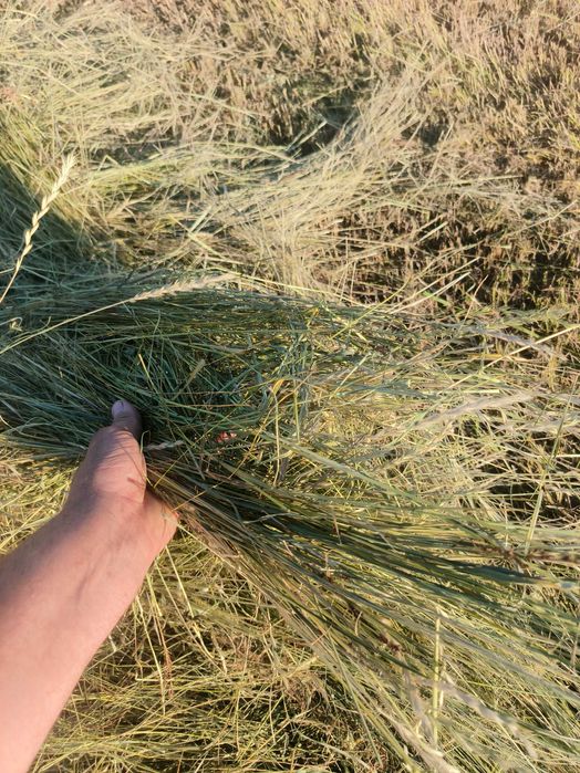 Продам луговое сено солому