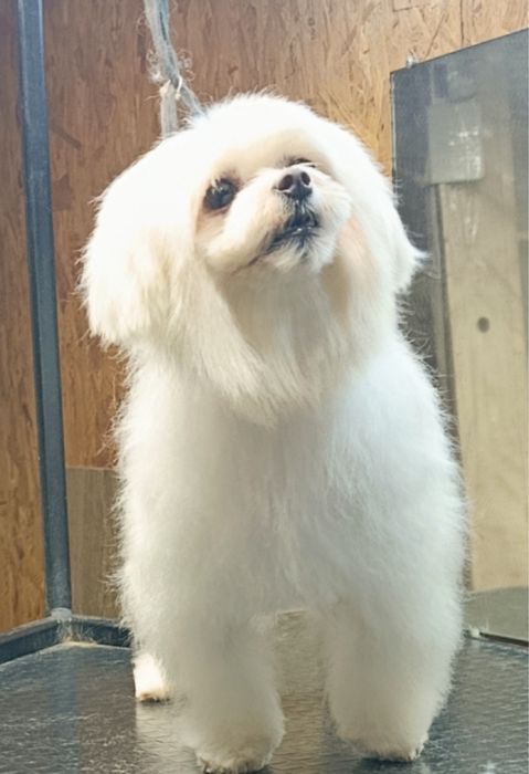 Мальтійская болонка міні,вязка