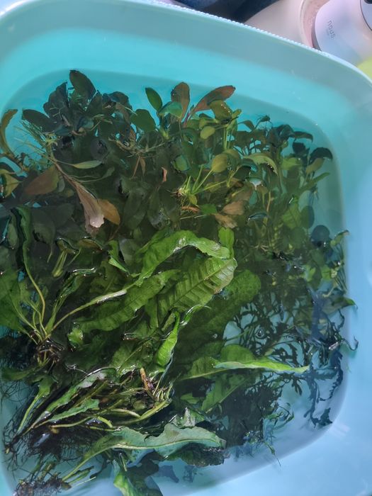 Rosliny (epifity) do akwarium. Okazja! KATOWICE CNTR.