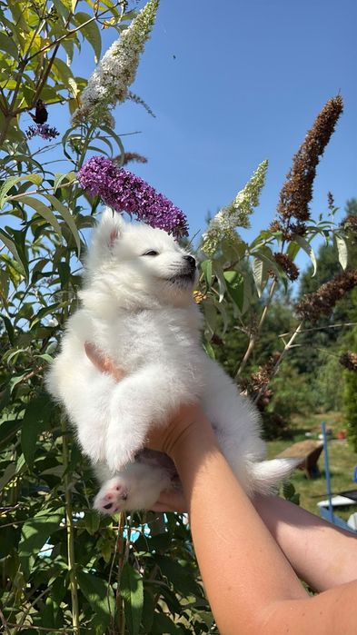Suczka samoyed ZKwP