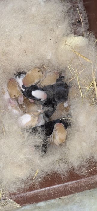 Coelhos para venda