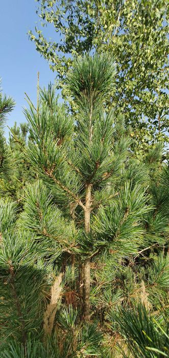 Limba. Sosna górska. Duże drzewa iglaste. Szkółka Jagra.