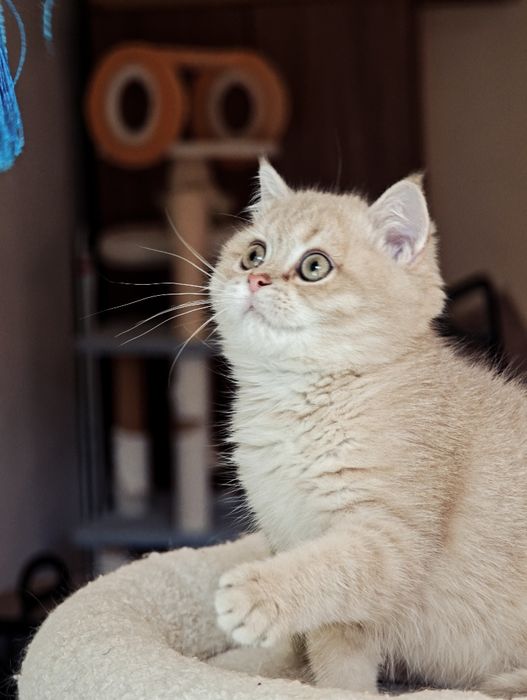 Brytyjski kocurek Lilac golden cy 11